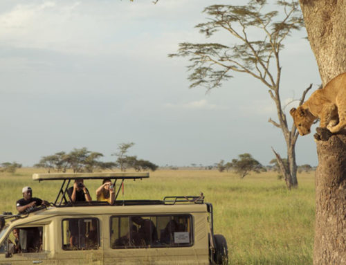 8 Days Tsavo East-West- Amboseli-Masai Mara-Nakuru- Mt Kenya – Mombasa Safari