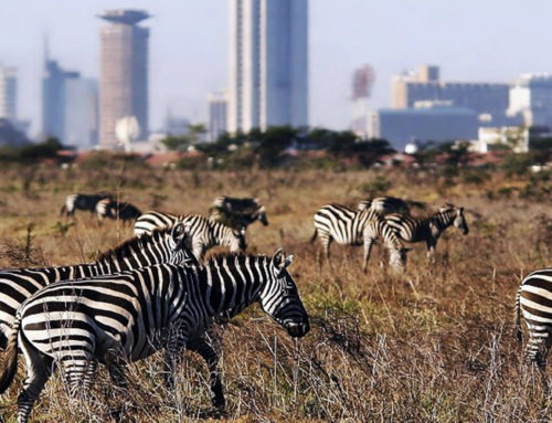 Nairobi National Park Half Day Trip