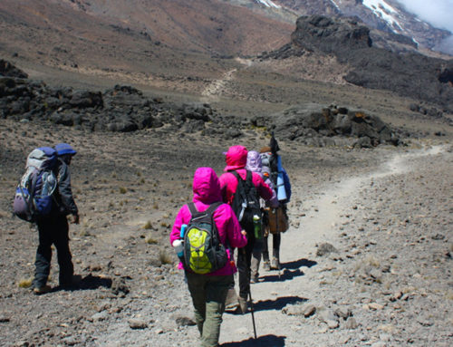 8 Days Mt. Kilimanjaro Climbing – Lemosho Route